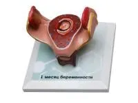 310_Комплект_эмбриогенеза_1