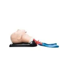 310_1015530 Модель AirSim Advanced с бронхиальным деревом 1