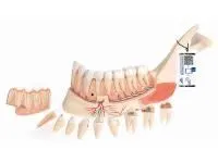 310_1005116 Мандибула с зубами, ORTHOBone 1