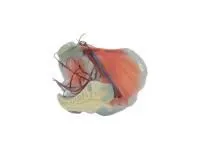 310_ZM1187_Модель мышц бедра и внутренней подвздошной артерии 1