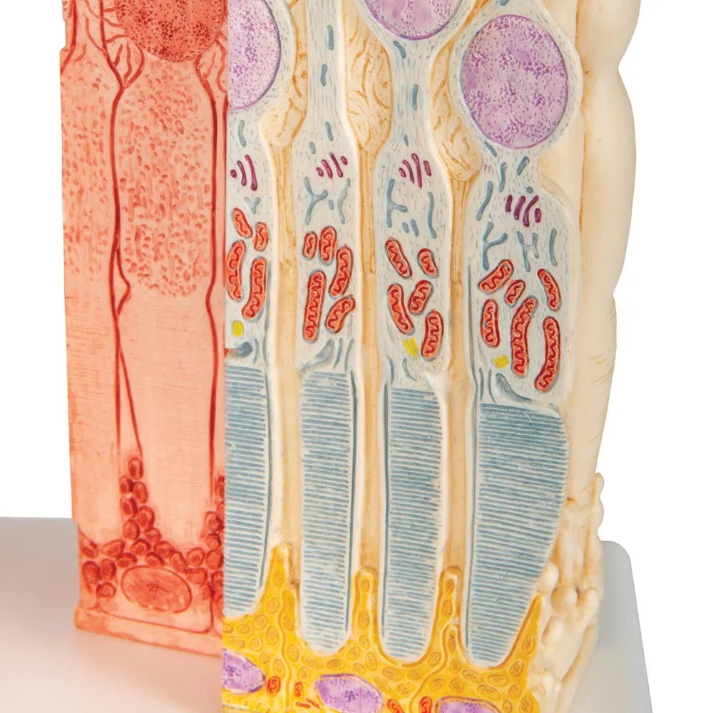 Модель глаза 3B MICROanatomy — купить в МЕДСЕТ