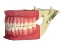 310_МУ0246_Денто-модель_ЧВН-320_1