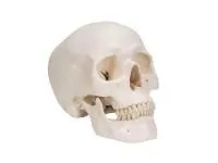 310_1005118 Берцовая кость, правая, ORTHOBone 1