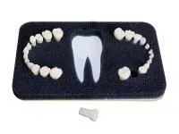 Комплект сменных зубов З-24