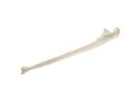 310_1019606 Локтевая кость, стандартная, правая, ORTHOBone 1