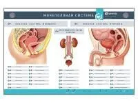 310_МУ0035_Стенд_Мочеполовая_система