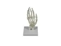 310_L043D_Модель костей лучезапястного сустава (на подставке)