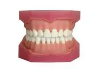 310_МУ0248_Денто-модель_ЧВН-32А_1