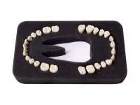 310_МУ0268_Комплект_28_модельных_зубов_З-28У