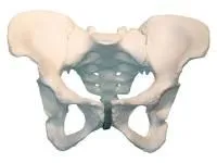 310_МУ0464_Композитная модель таза_1