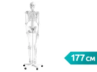 Скелет человека полноразмерный, 177 см