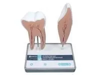 Интерактивный электрифицированный макет «Зубы»