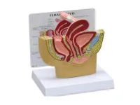 310_1019613 Таз полный, стандартный, с крестцом, ORTHOBone  1