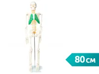 310_A008_Модель скелета человека с позвоночными нервами 80 см (на подставке)1