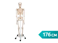 Модель скелета человека Стэн на металлическом штативе с колесиками, тазовое крепление, 176 см