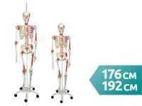 Модель скелета Sam класса люкс 3B Smart Anatomy, 176-192 см