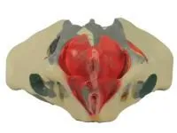 310_1016668 Бедренная кость, левая, ORTHOBone 1