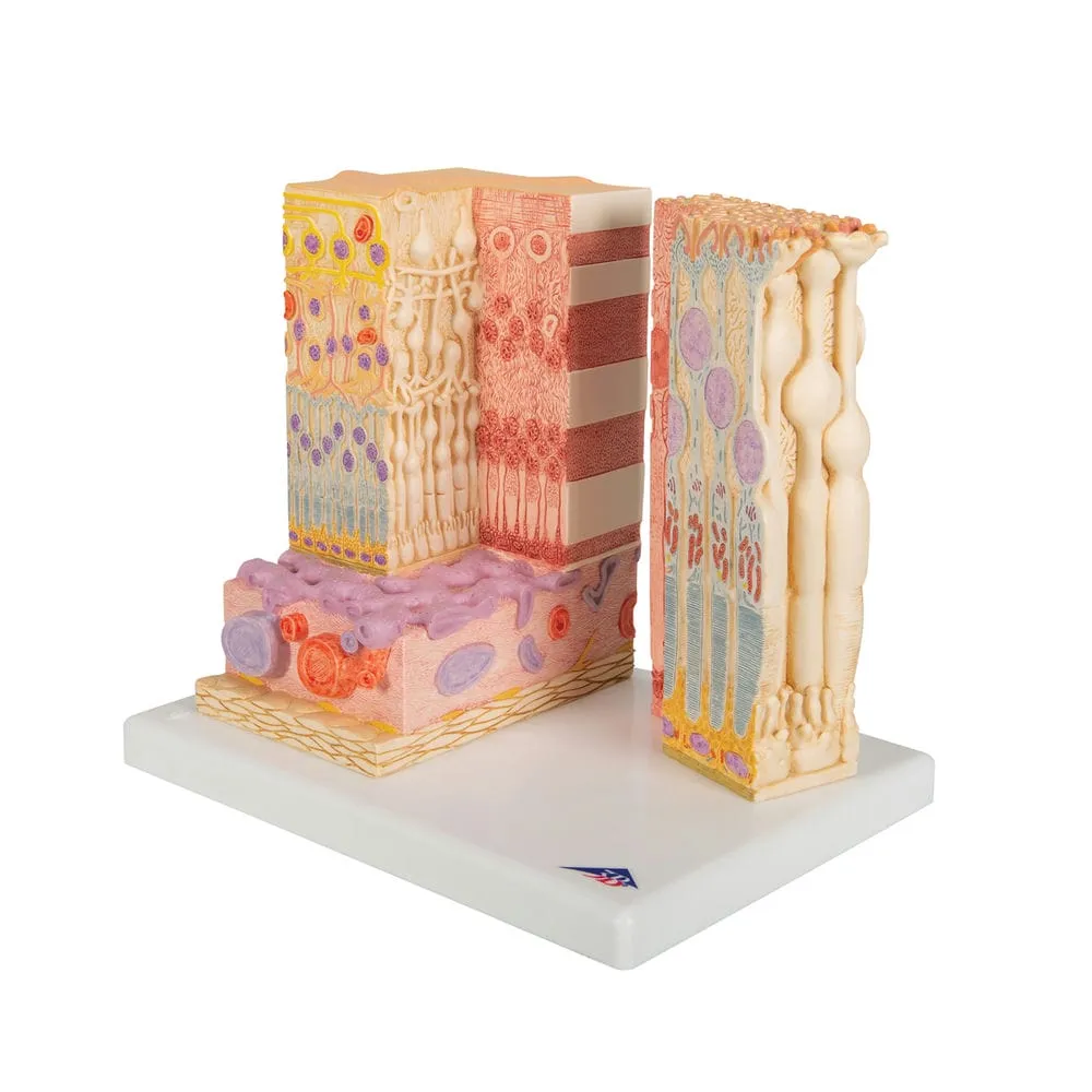 Модель глаза 3B MICROanatomy — купить в МЕДСЕТ