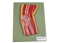 310_A11203_Модель локтевого сустава в разрезе (на подставке)1