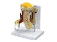 310_1019701 Поясничный отдел позвоночника ORTHOBone Standard, с крестцом 1