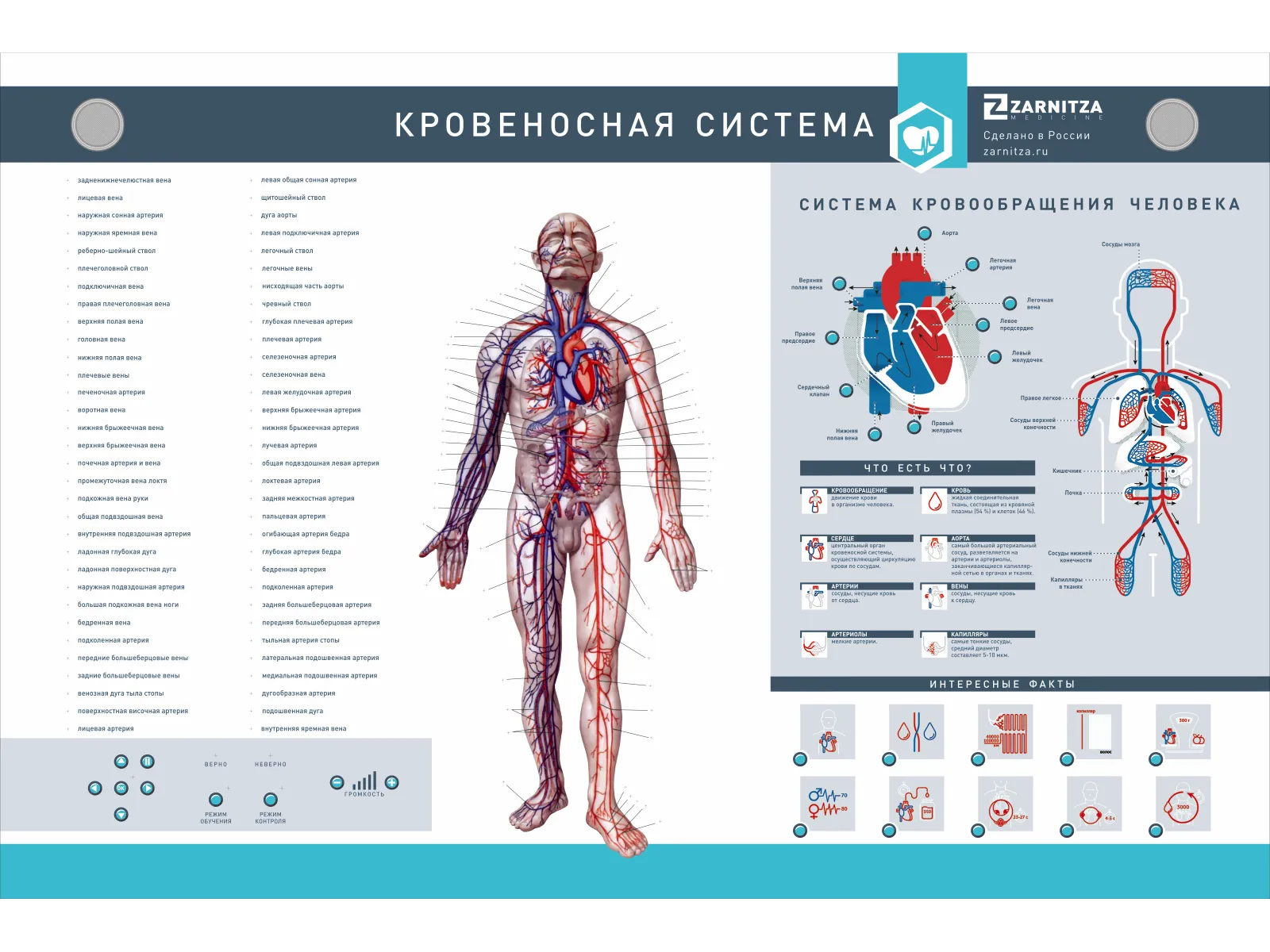 Интерактивный светодинамический стенд "Кровеносная система" — купить в МЕДСЕТ