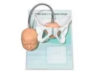 310_Модель_таза