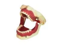 310_МУ0362_Денто-модель_анестезии_1