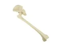 310_1018344 Таз, правая половина, с бедренными костями, ORTHOBone 1