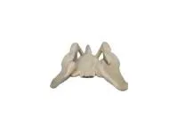 310_A11128_Модель скелета женского таза1