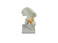 310_L044_Модель тазобедренного сустава со связками (на подставке)