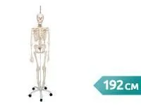 Функциональная подвесная модель скелета Frank 3B Smart Anatomy, 192 см 