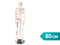 310_A007_Модель скелета человека с раскрашенными местами прикрепления мышц 80 см (на подставке)1g