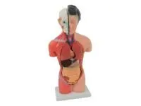 310_T007_Модель женского торса разборная 42 см 15 частей (на подставке)  1