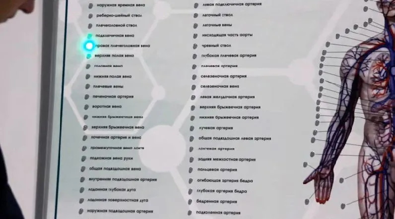 Интерактивный светодинамический стенд "Кровеносная система" — купить в МЕДСЕТ