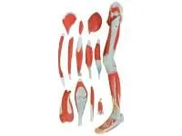 310_XC-337 _Модель мышц ноги разборная 13 частей (на подставке) 1