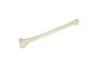 310_1005122 Лучевая кость, правая, ORTHOBone 1