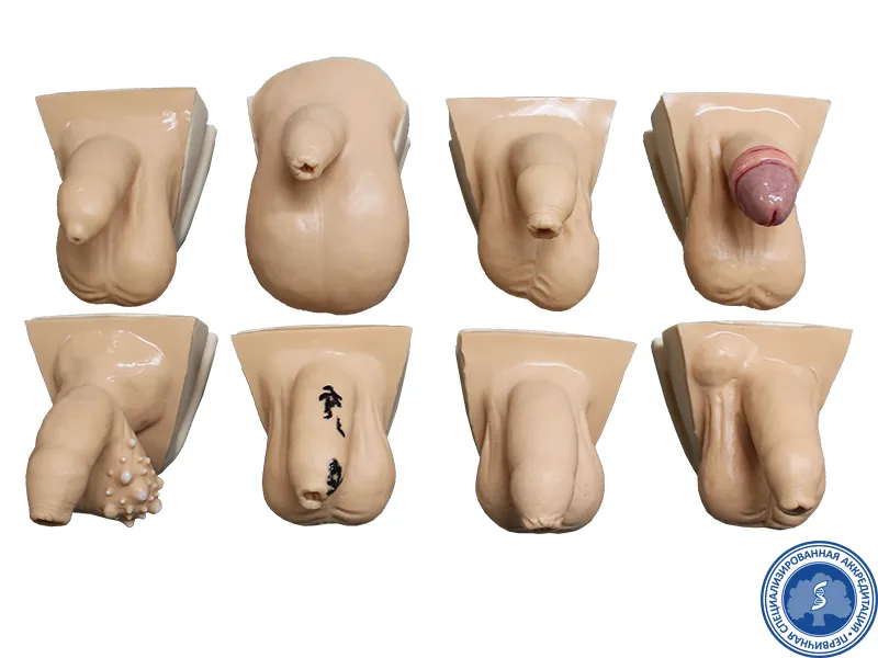 Тренажер для наружного осмотра мужских половых органов (вертикальный) — купить в МЕДСЕТ