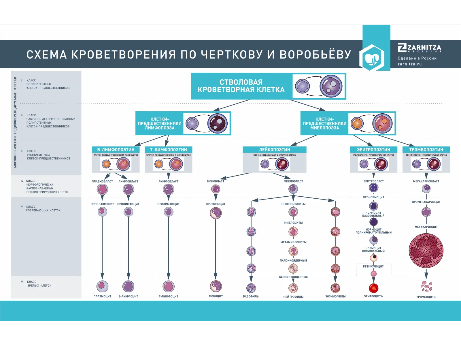 Стенд "Схема кроветворения по Черткову и Воробьеву" — купить в МЕДСЕТ