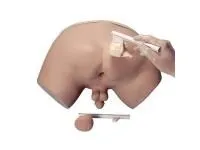 310_1005594 Тренажер для обследования простаты 1