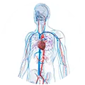 Сердце, сосуды и система кровообращения