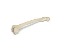 310_1005117 Бедренная кость, правая, ORTHOBone 1