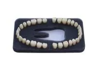 310_МУ0247_Комплект_32_модельных_зубов_З-32О