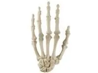 310_1019618 Рука, стандартная, ORTHOBone 1