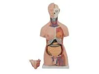 310_T004_Модель торса двуполая разборная 85 см 40 частей (на подставке) 1