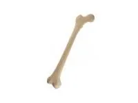 310_1019702 Правая бедренная кость ORTHOBone Standard, подростковая  1