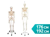 Модель скелета человека Стэн на металлическом штативе с колесиками