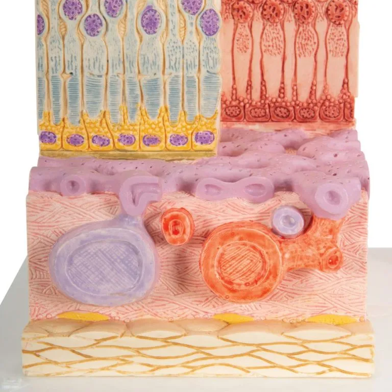 Модель глаза 3B MICROanatomy — купить в МЕДСЕТ