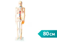 310_A006_Модель скелета человека с основными сосудами и нервами 80 см (на подставке)1