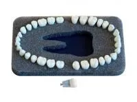 310_МУ0266_Комплект_32_модельных_зубов_З-32Э