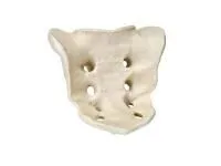 310_1005120 Крестец, ORTHOBone 1